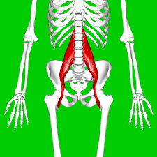 Muscle De Psoas Inflammation De Tendinopathie